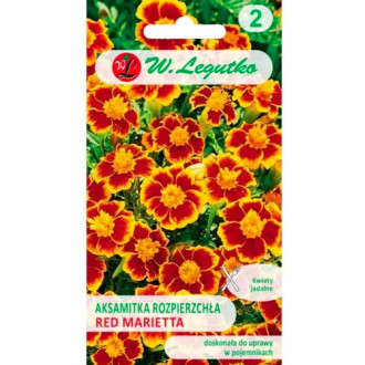 Aksamitka rozpierzchła o kwiatach pojedynczych Red Marietta Legutko interface.image 2