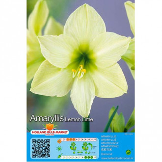 Amaryllis (Hippeastrum) Lemon Lime interface.image 1