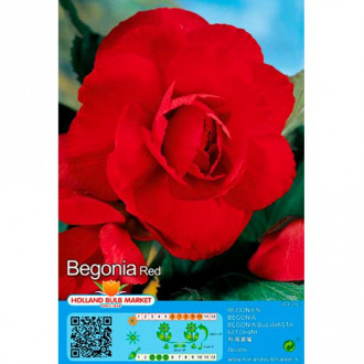 Begonia Double Red interface.image 4