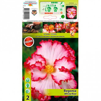 Begonia (Crispa Marginata) White/Red interface.image 6