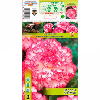 Begonia dwukolorowa różowo-biała interface.image 6