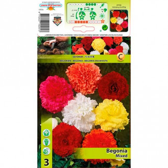 Begonia Fimbriata, mix kolorów interface.image 1
