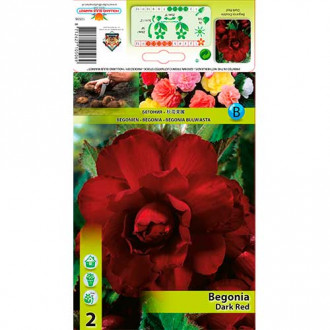 Begonia pełna Dark Red interface.image 4