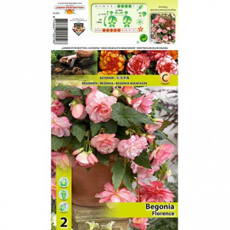 Begonia Picotee Cascade Florence interface.image 4
