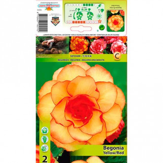 Begonia Picotee żółto-czerwona interface.image 4