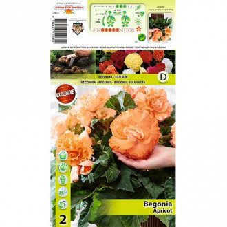 Begonia Ruffled Apricot interface.image 2