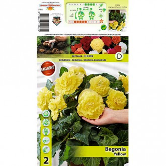 Begonia Ruffled Yellow interface.image 2
