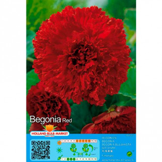 Begonia Fimbriata Red interface.image 6