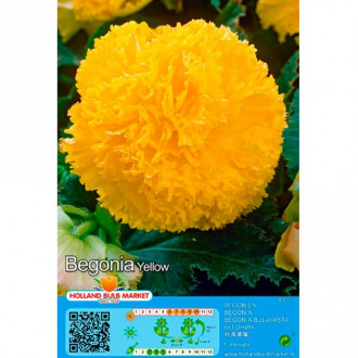 Begonia Fimbriata Yellow interface.image 3