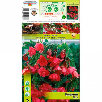 Begonia Pendula Pink interface.image 6