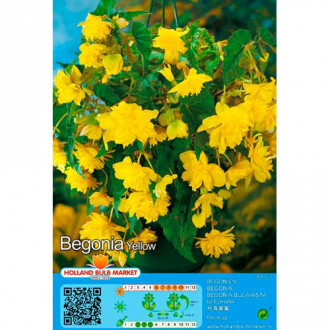 Begonia Pendula Yellow interface.image 5