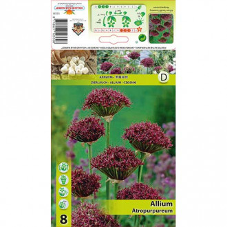 Czosnek (Allium) Atropurpureum interface.image 4
