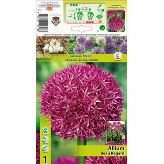 Czosnek (Allium) Beau Regard interface.image 6