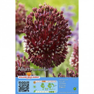 Czosnek (Allium) Red Mohican interface.image 3