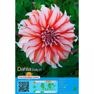 Dalia Dolly H interface.image 2