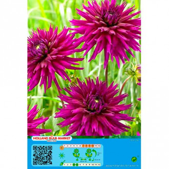 Dalia Purple Gem interface.image 3