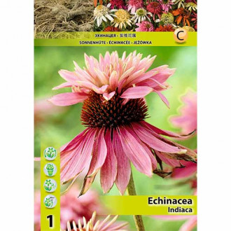 Jeżówka (Echinacea) Indiaca interface.image 2