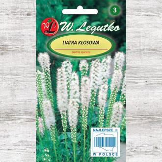 Liatra kłosowa (Liatris spicata) biała Legutko interface.image 6