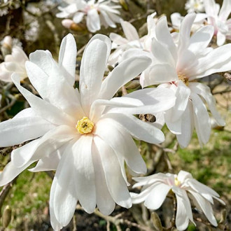 Magnolia gwiaździsta Royal Star interface.image 4