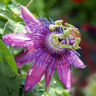 Męczennica (Passiflora) Purple interface.image 6