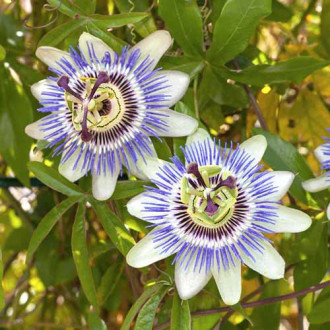 Męczennica (Passiflora) White-Blue interface.image 3