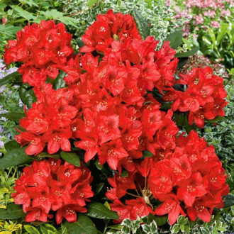 Rhododendron (Różanecznik) Red Jack interface.image 3