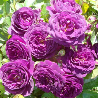 Róża rabatowa Niebiesko - Fioletowa interface.image 5