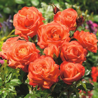 Róża rabatowa Pomarańczowa interface.image 4