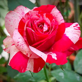 Róża wielkokwiatowa Biało - Czerwona interface.image 3