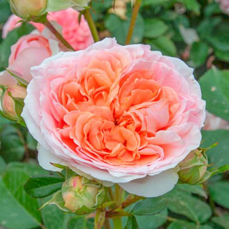 Róża wielkokwiatowa Chippendale interface.image 5