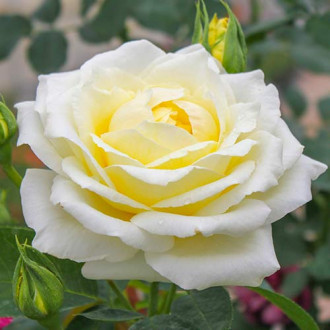 Róża wielkokwiatowa Chopin interface.image 6