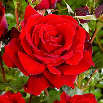 Róża wielkokwiatowa Czerwona interface.image 5