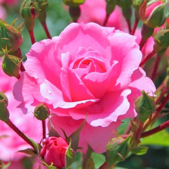 Róża wielkokwiatowa Kremowo - różowa interface.image 3