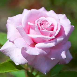 Róża wielkokwiatowa Martina interface.image 4