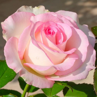 Róża wielkokwiatowa Moonstone® interface.image 5