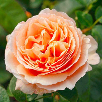 Róża wielkokwiatowa Tropicana interface.image 6