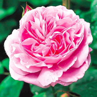 Róże angielskie Mary Rose interface.image 5