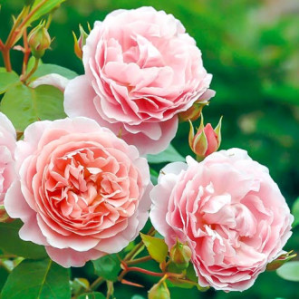 Róże angielskie William Morris interface.image 4