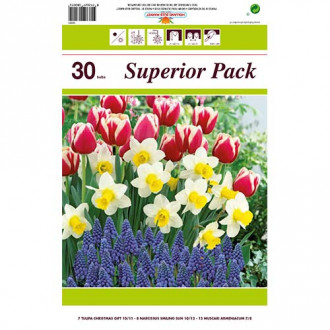 Super oferta! Tulipan Christmas Gift, Narcyz Smiling Sun, Szafirek armeński, zestaw 30 cebul interface.image 3