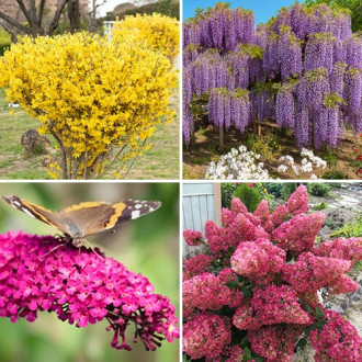Super oferta! Zestaw krzewów ozdobnych Kolorowy ogród, 4 sadzonki interface.image 5