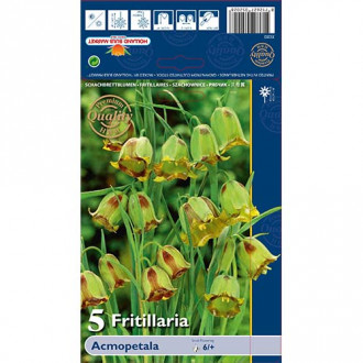 Szachownica (Fritillaria) Acmopetala interface.image 5