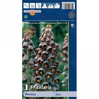 Szachownica (Fritillaria) Perska interface.image 1