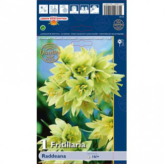 Szachownica (Fritillaria) Raddeana interface.image 6