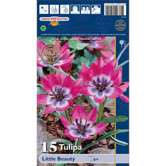 Tulipan botaniczny Little Beauty interface.image 1
