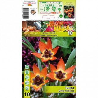 Tulipan botaniczny Little Princess interface.image 1