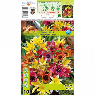 Tulipan botaniczny, mix kolorów interface.image 4