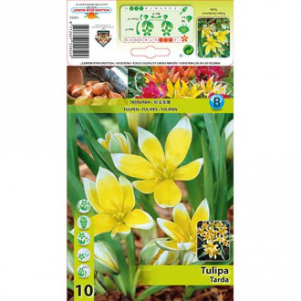 Tulipan botaniczny Tarda interface.image 6