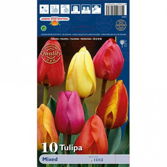 Tulipan Darwina, mix kolorów interface.image 4