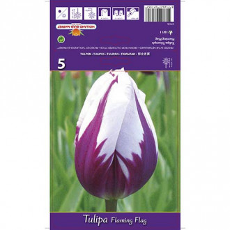 Tulipan Triumph Flaming Flag interface.image 4