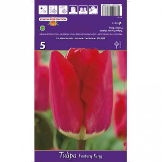Tulipan Darwina Fostery King interface.image 2